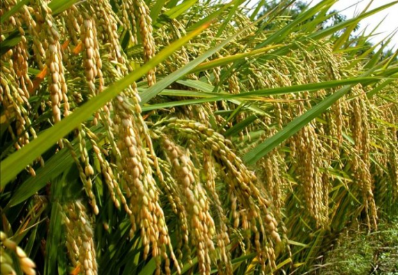 Padi
